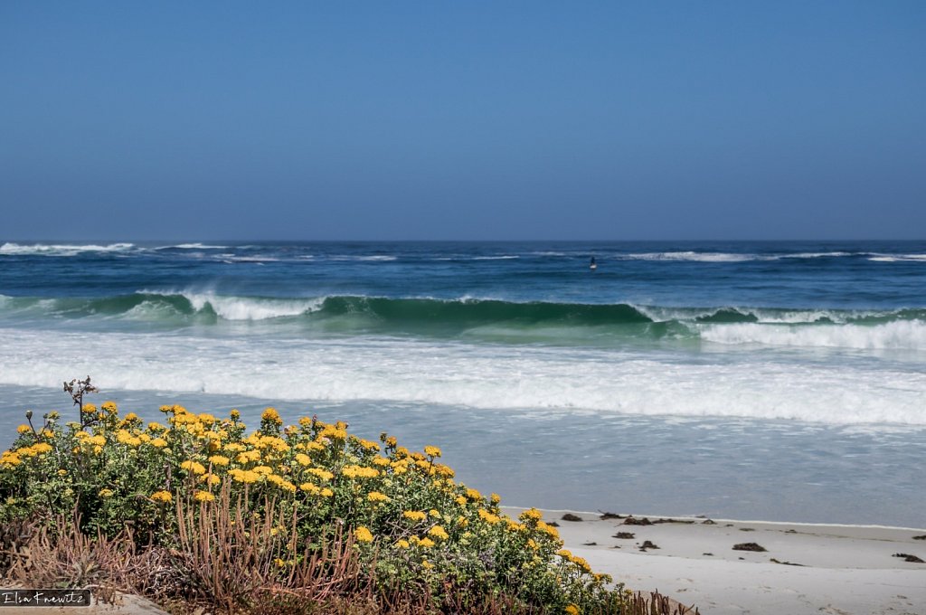 Pacific Ocean near Monterey.