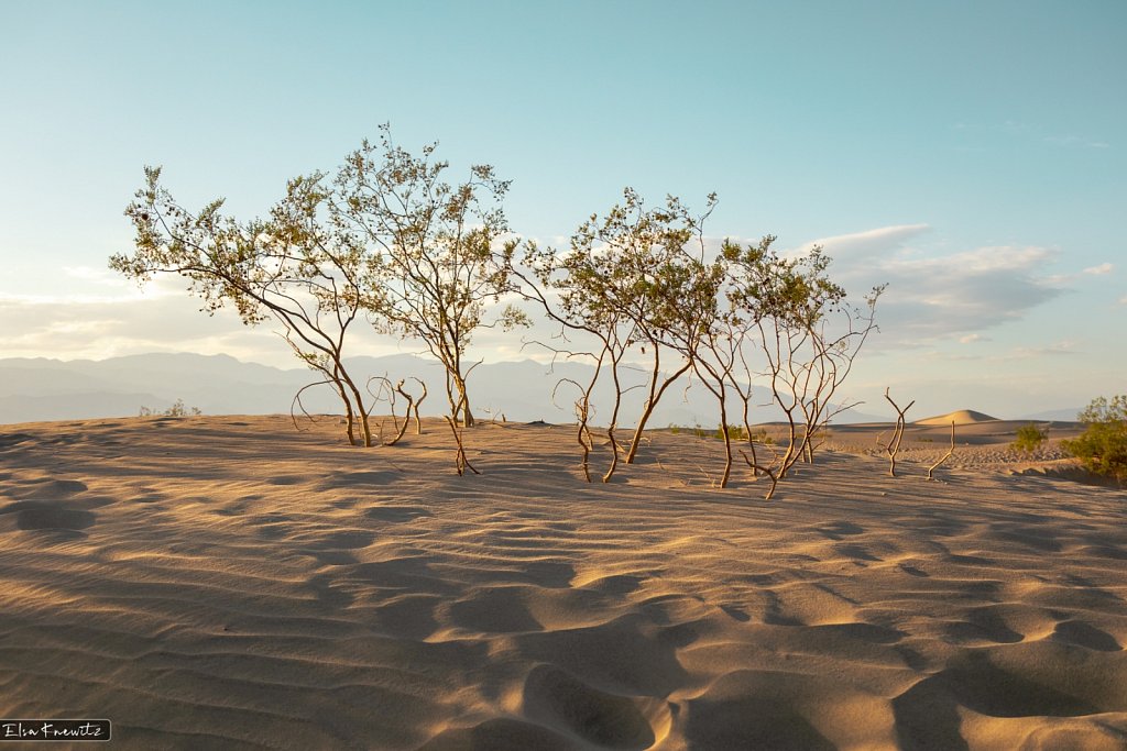 Surviving the Dunes