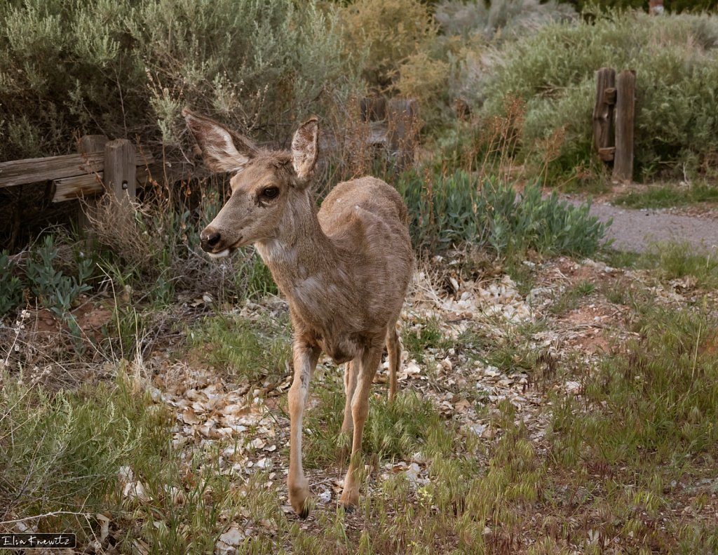 Evening Visitor