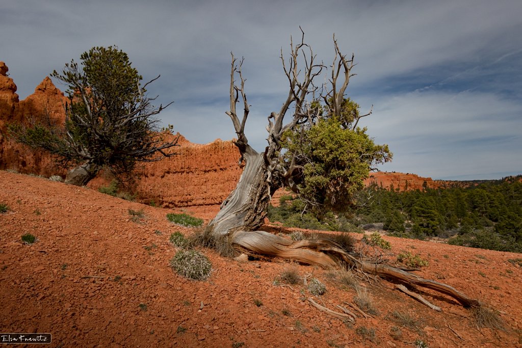 Picturesque Tree