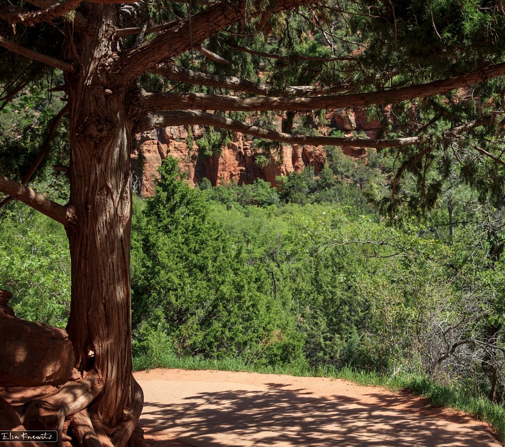 Hiking in Zion Park