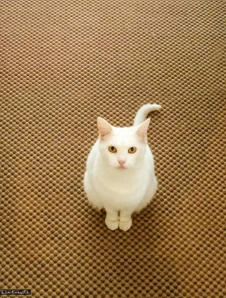 Is Dinner Ready?