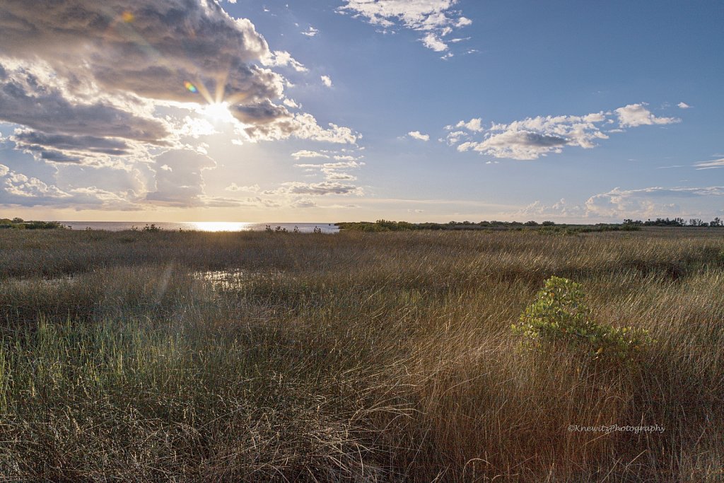 Florida Wetland
