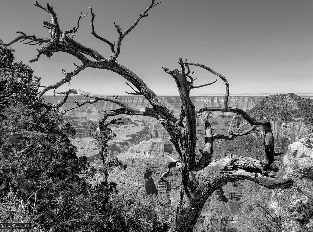 A Famous Tree