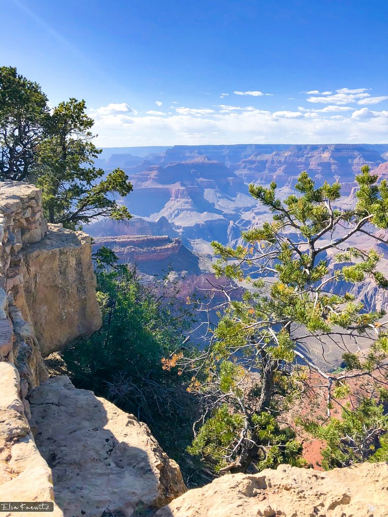 A View Through the Trees