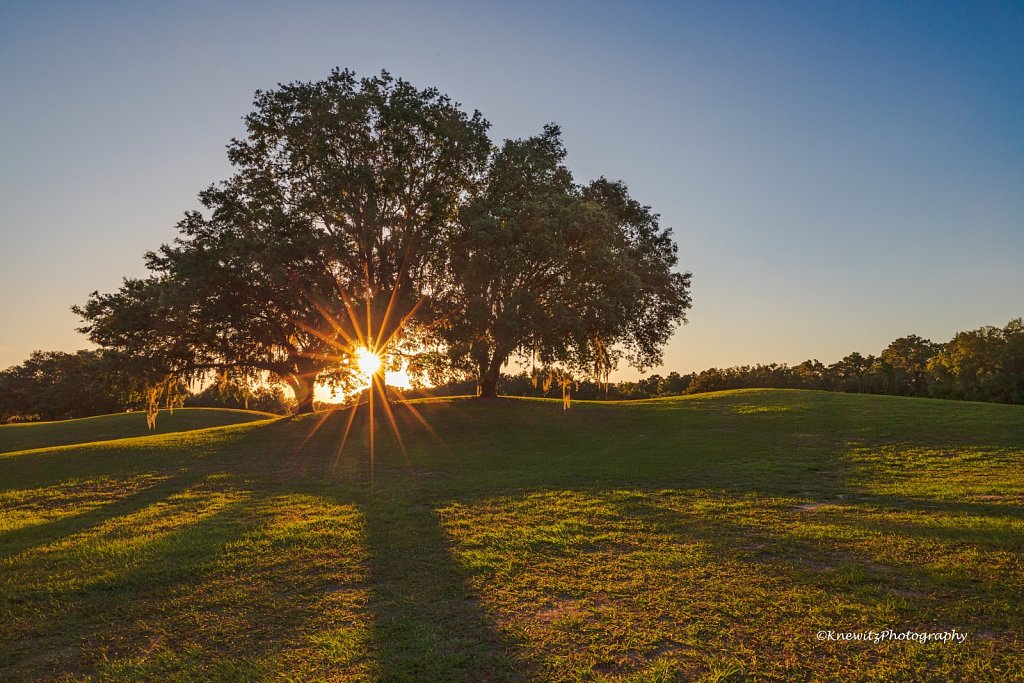 Sunset Behind Tree