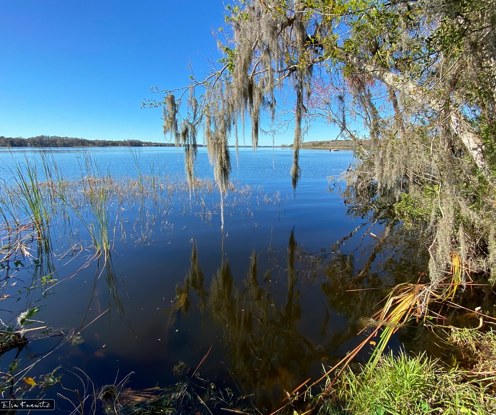 Moss Reflections in the Lake