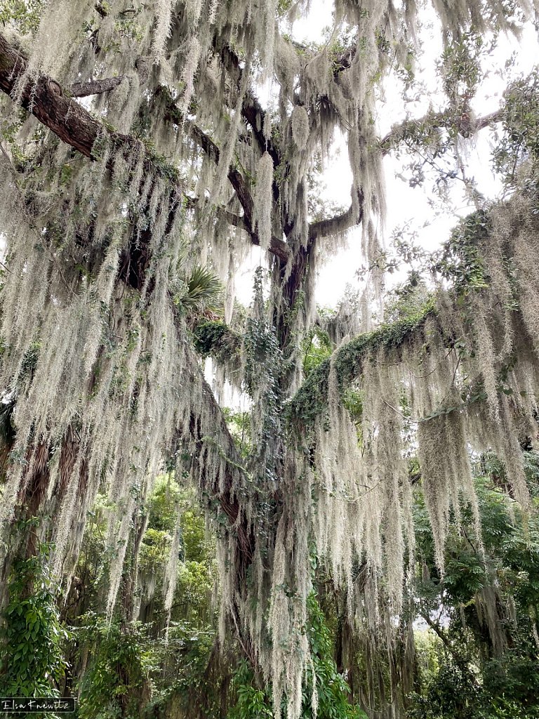 Tree Of Life
