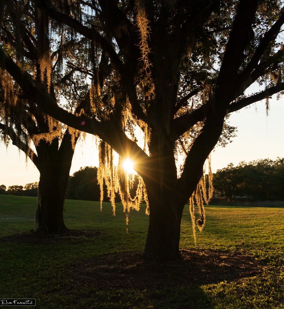 Fascinating Light