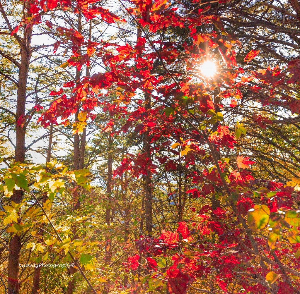 Colorful Leaves in the Sun