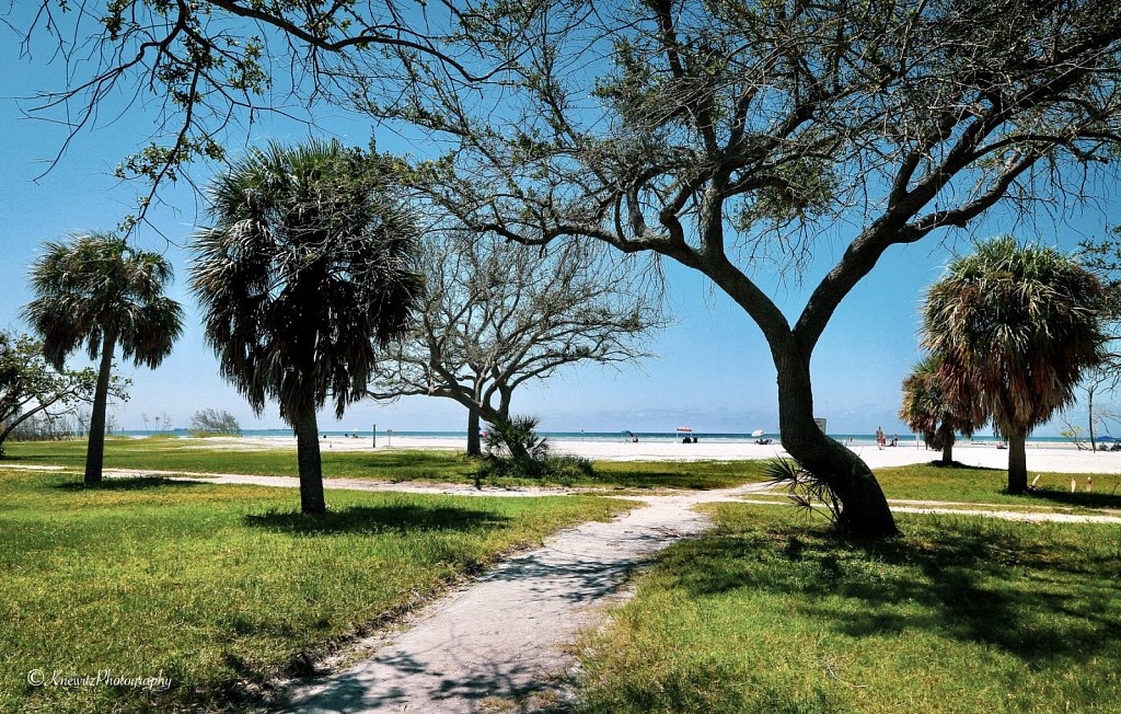 Palms at DeSoto Beach