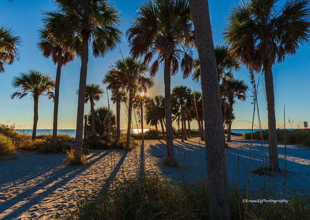 Palm Trees