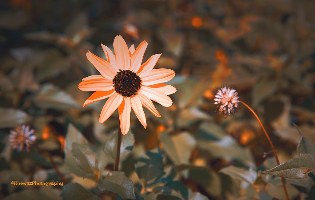 Innocent Beauty