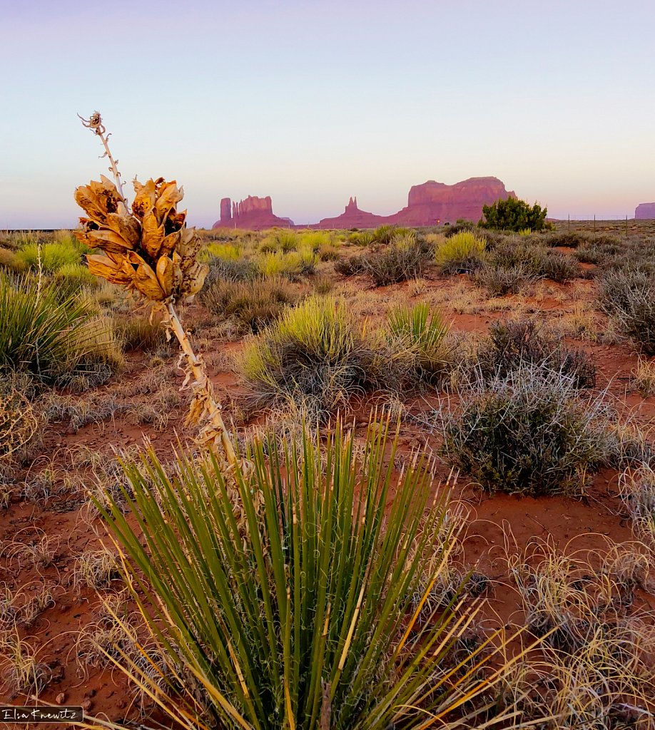 Desert Plants at Monument Valley