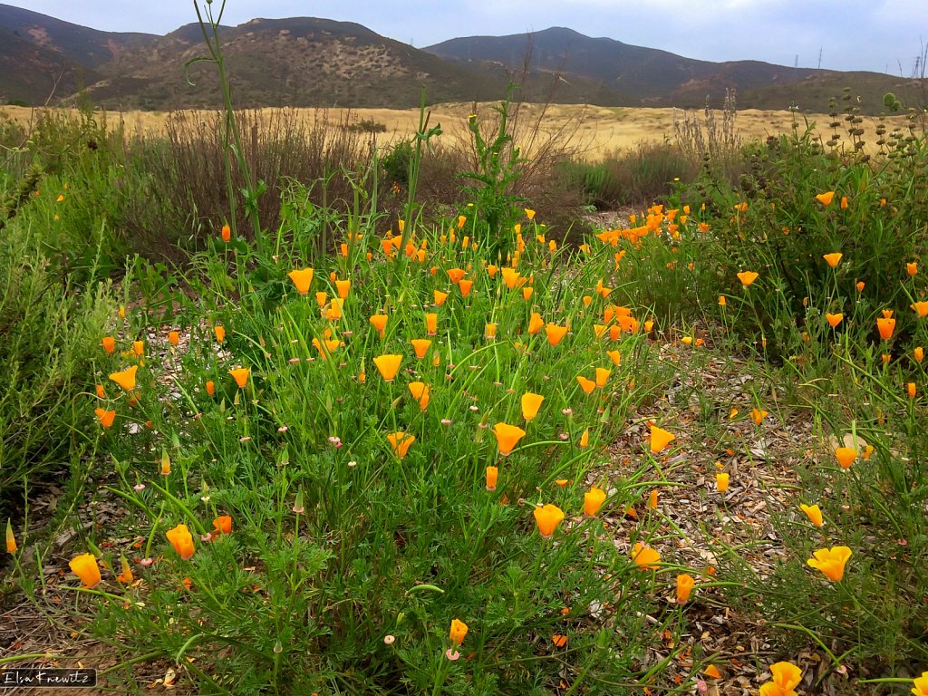 California Poppy