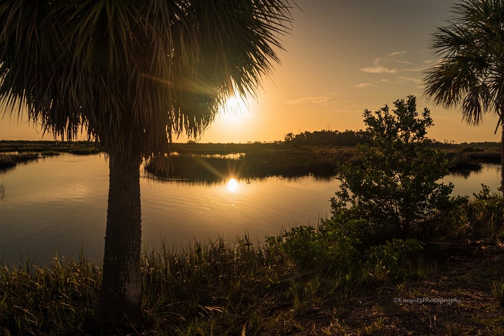 Florida Wetlands