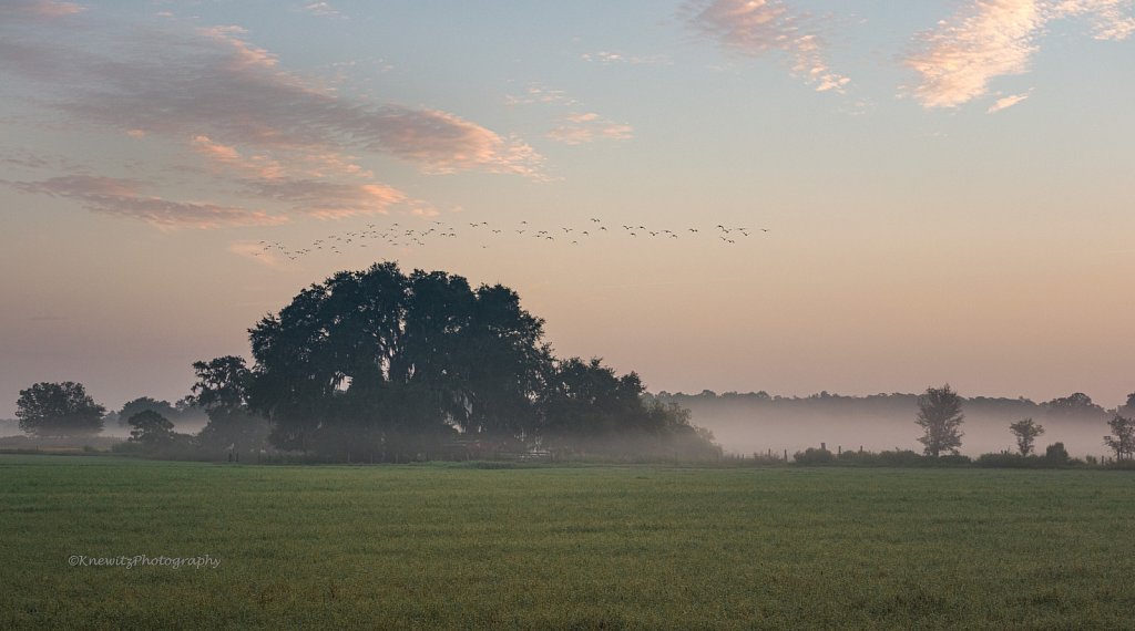 Morning Fog