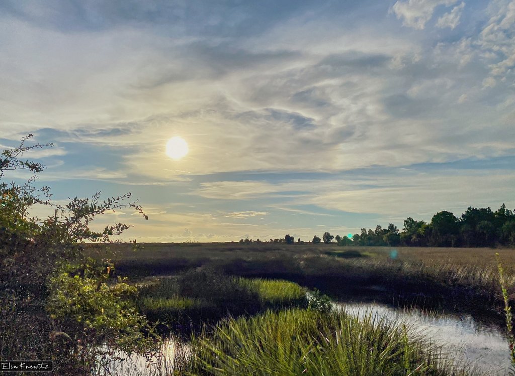 Florida Wetlands