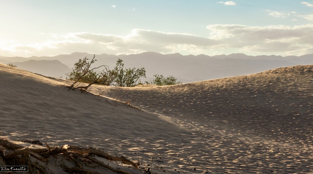 Windy Dunes