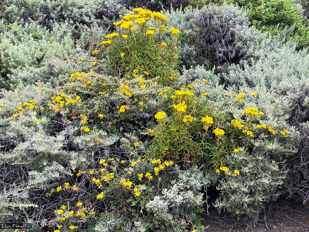 Coastal Flowers