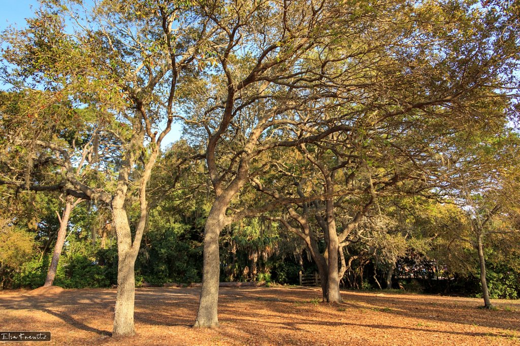 Springtime in Florida