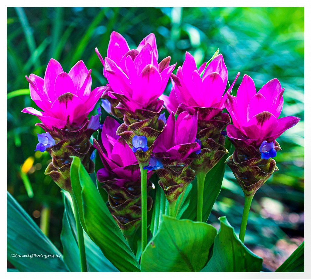 Curcuma Plant