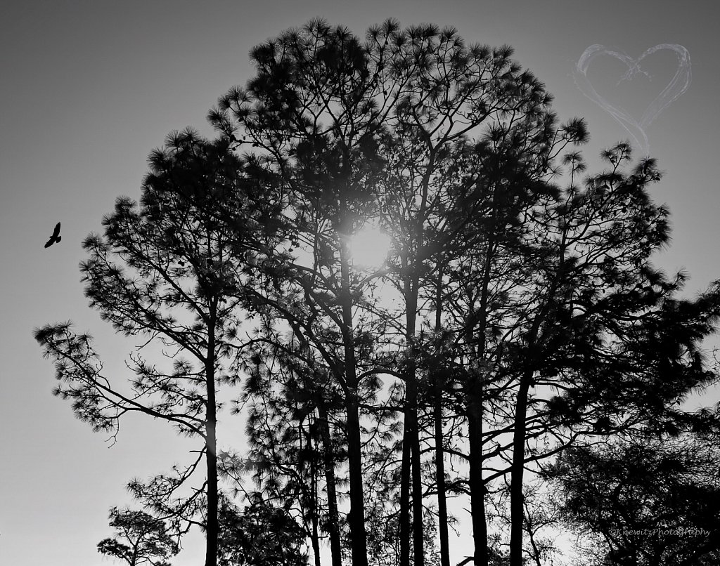 1CC2E039-FC1F-4381-A48F-193CB51FF892.jpeg